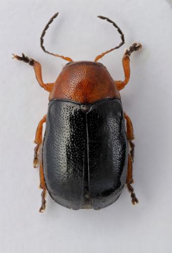 Cryptocephalus tardus